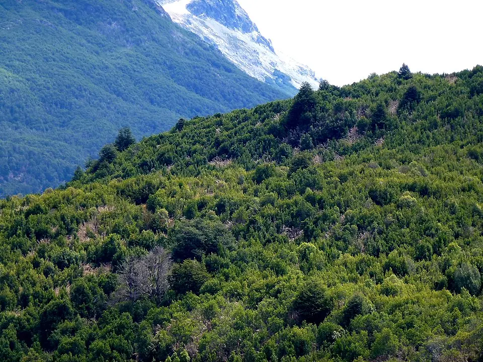 Dense Valdivian temperate rainforest along the trails of Los Alerces National Park
